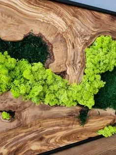 plantdesignstudio zuzmó moha kép