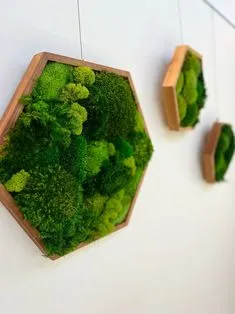 Moha dekoráció plant design studio