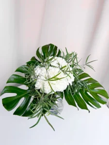 plant design studio csoktok